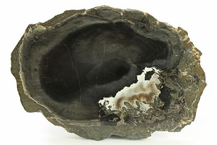 Polished Petrified Wood Round - Sweet Home, Oregon #290583
